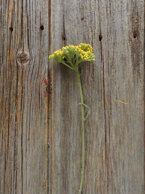 YELLOW YARROW